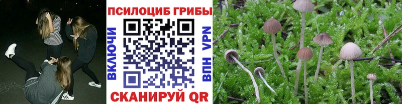MEGA как войти  Бирюч  Псилоцибиновые грибы Psilocybine cubensis 